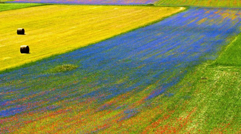 Castelluccio - Champs pendant l'été