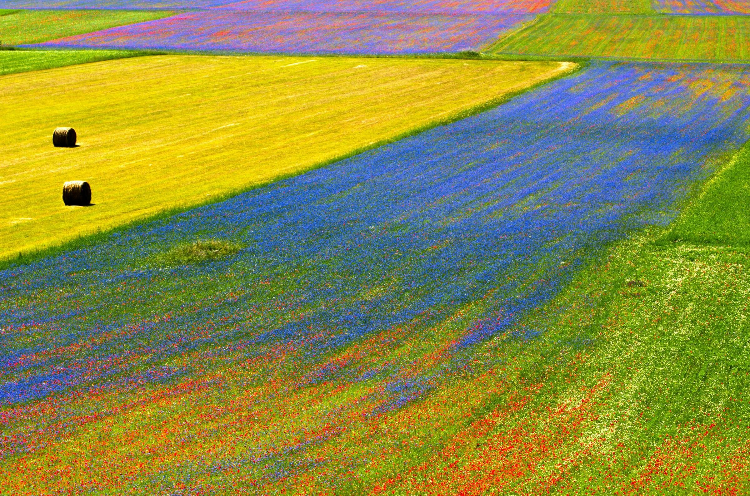 Castelluccio - Champs pendant l'été