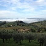 Paysage toscan avec des oliviers