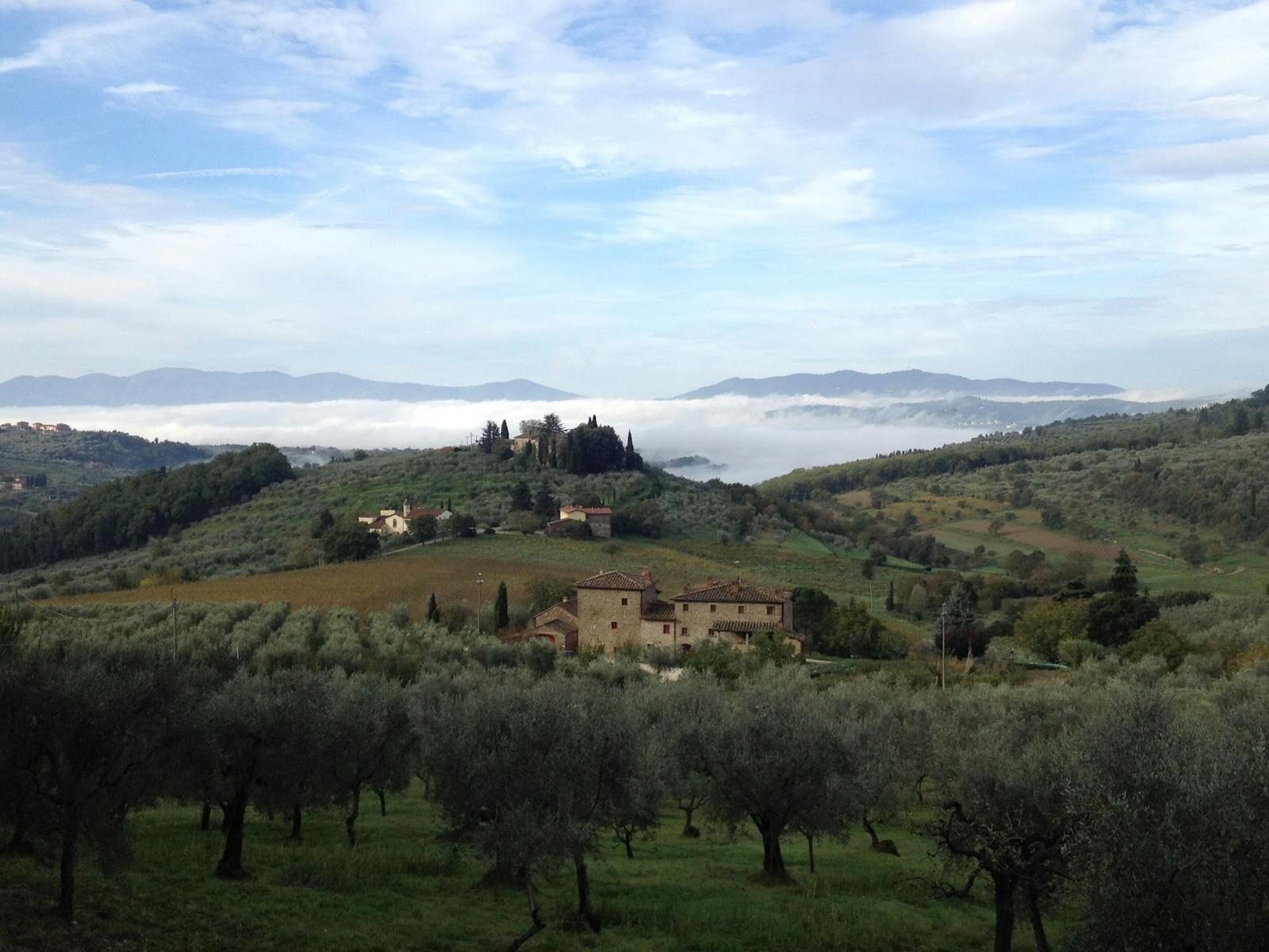 Paysage toscan avec des oliviers