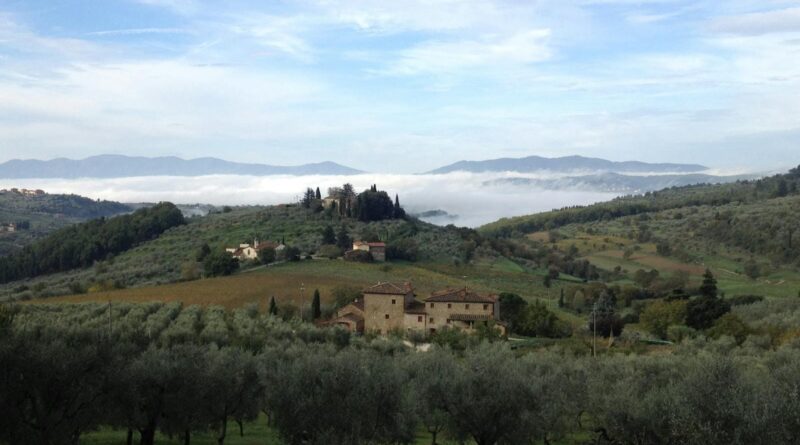 Paysage toscan avec des oliviers